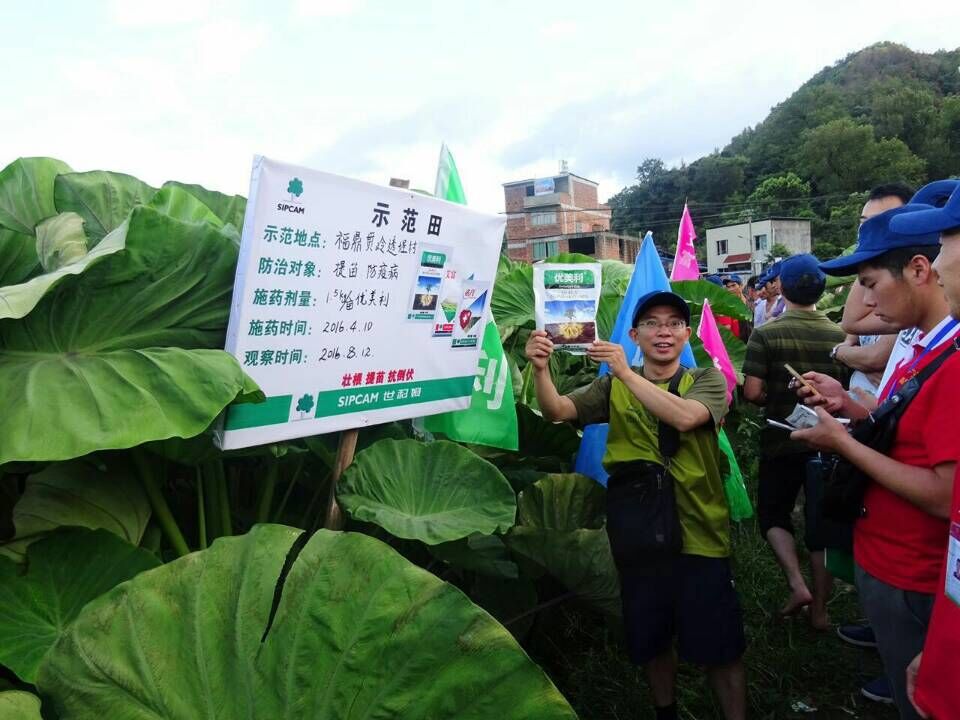 集團(tuán)公司農(nóng)化部開展了“藥肥一體化”現(xiàn)場觀摩會