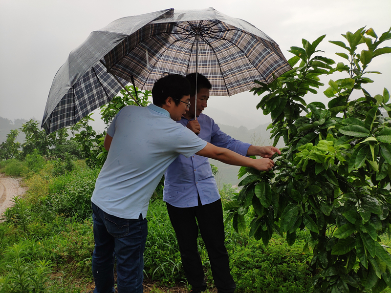 省福農(nóng)莊稼醫(yī)院赴閩清蜜柚基地 開展農(nóng)資科技服務