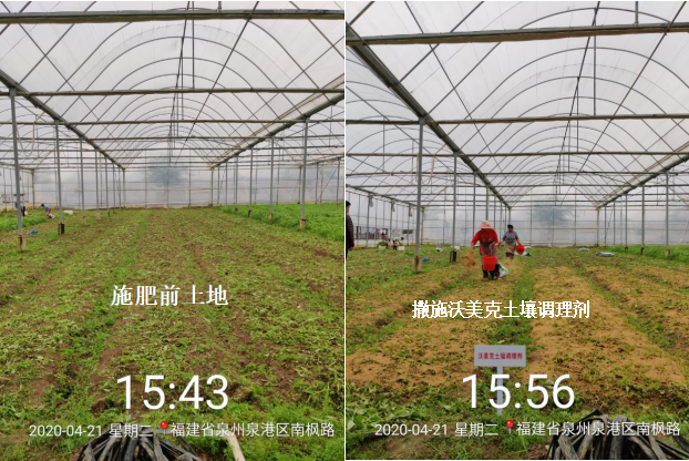 020年沃美克土壤調(diào)理劑示范試驗報告"