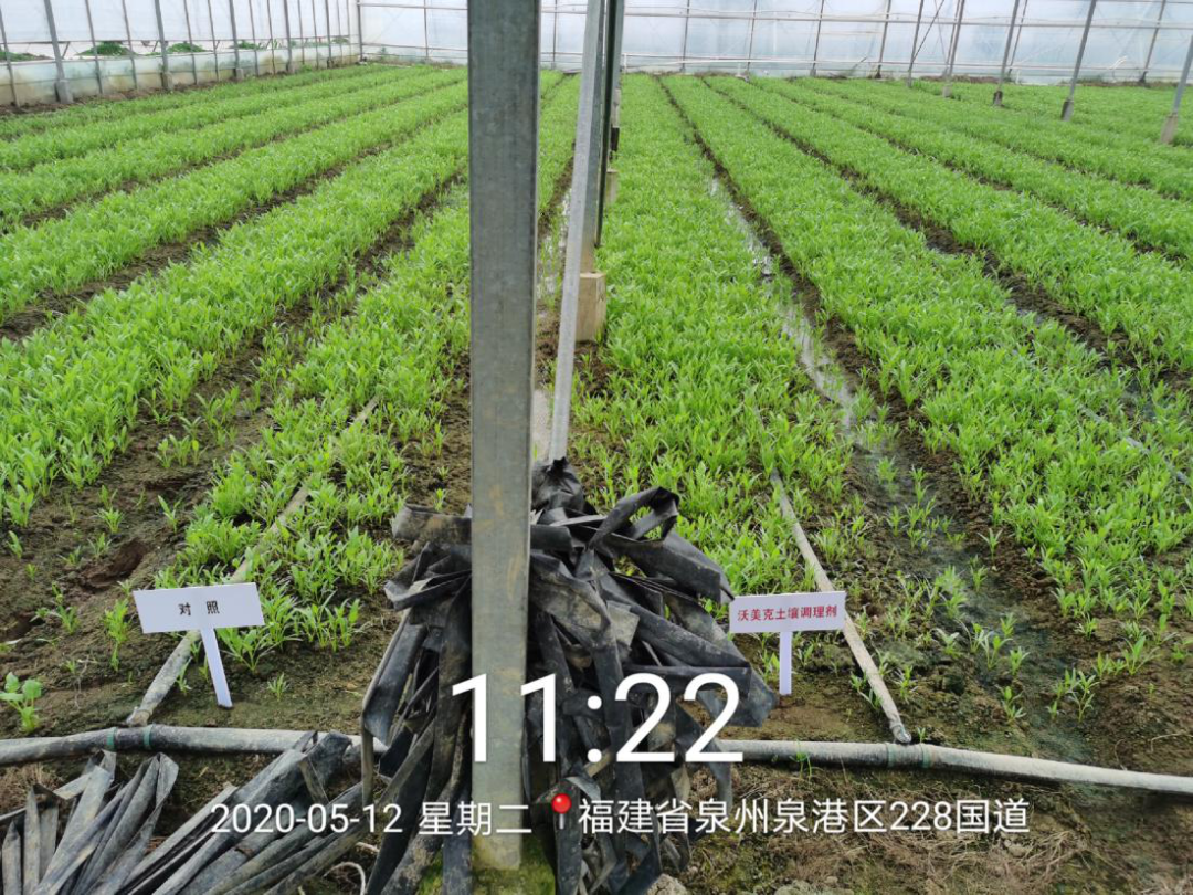 020年沃美克土壤調(diào)理劑示范試驗報告"