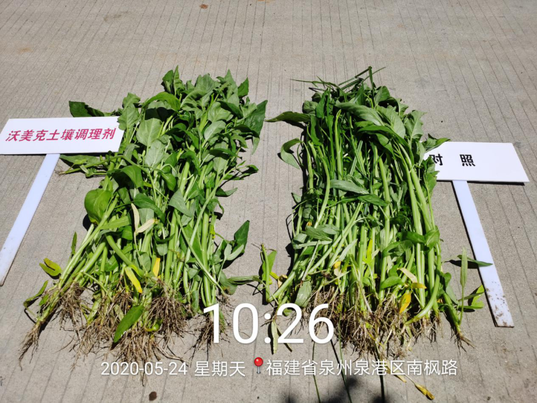 020年沃美克土壤調(diào)理劑示范試驗報告"
