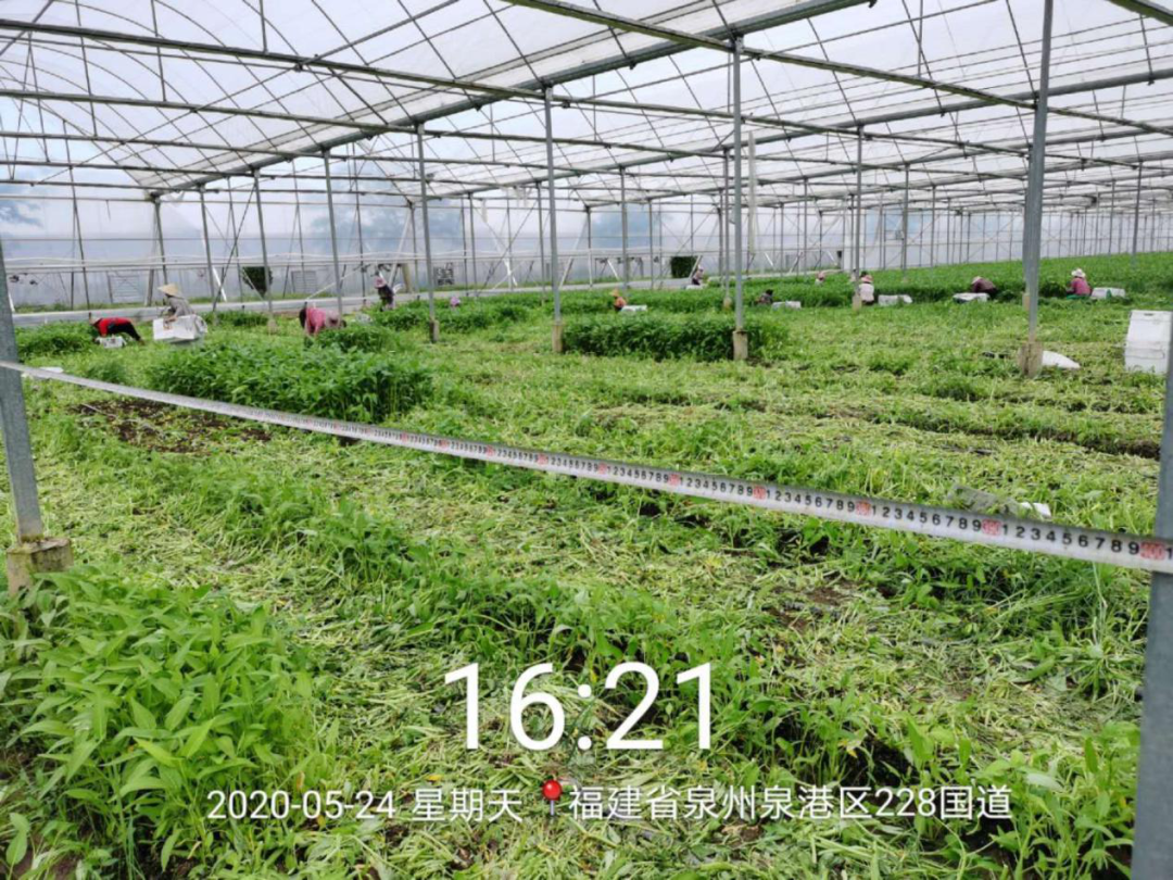 020年沃美克土壤調(diào)理劑示范試驗報告"