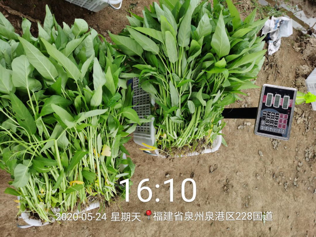 020年沃美克土壤調(diào)理劑示范試驗報告"