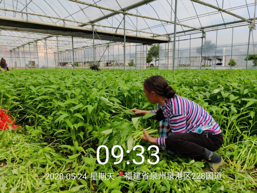 020年沃美克土壤調(diào)理劑示范試驗報告"