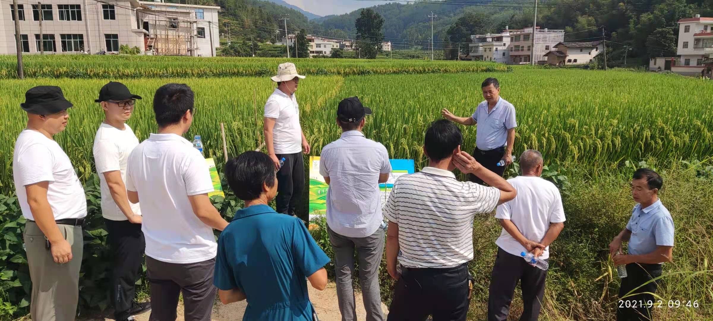 閩西公司組織開展拜耳產(chǎn)品水稻現(xiàn)場觀摩會