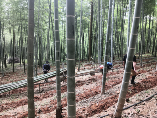福農(nóng)嘉禾公司助力南平市竹產(chǎn)業(yè)加工示范鏈工作推進現(xiàn)場會